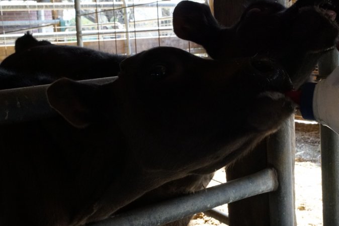 Bottle feeding calf