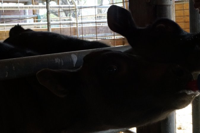 Bottle feeding calf