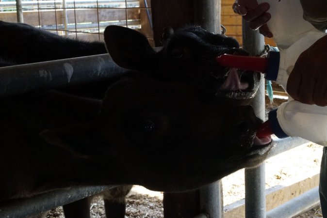 Bottle feeding calf