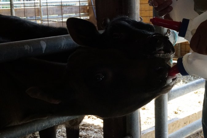 Bottle feeding calf