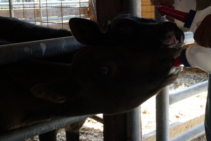 Bottle feeding calf