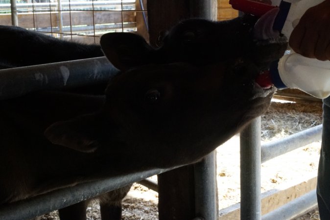 Bottle feeding calf