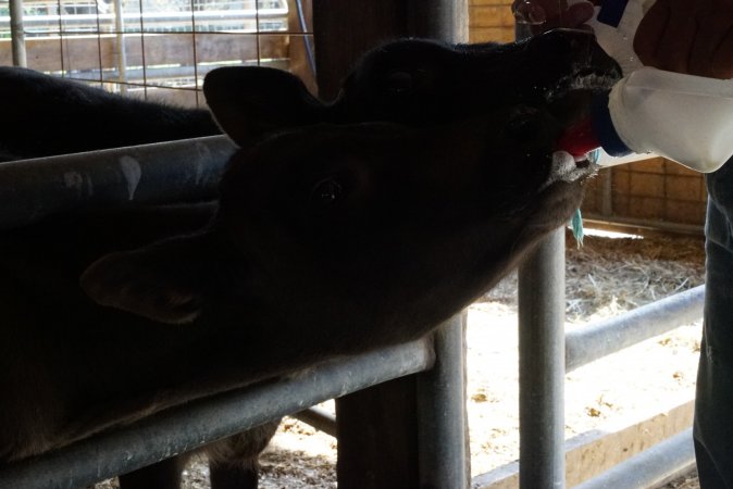 Bottle feeding calf