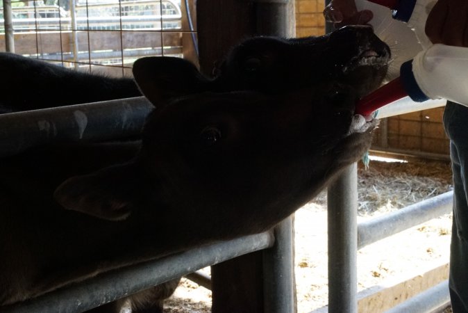 Bottle feeding calf