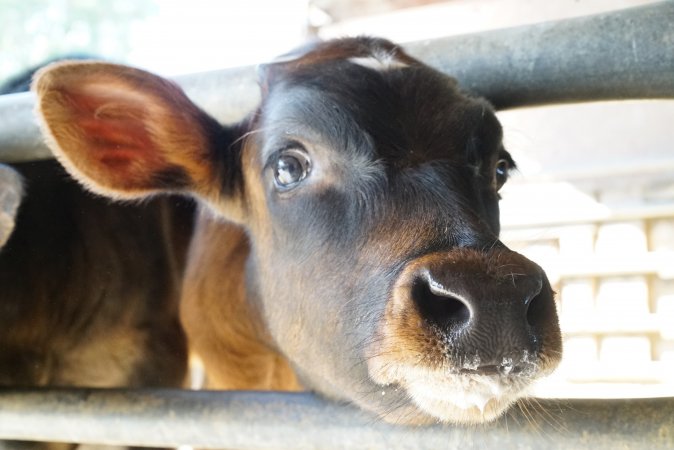 Dairy calf