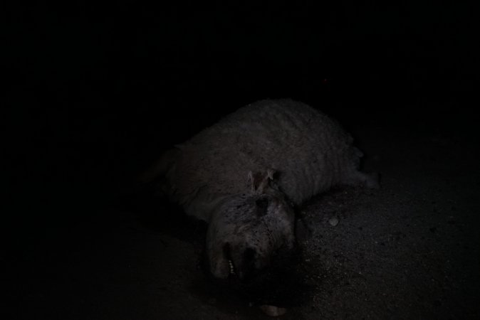 Dead sheep in slaughterhouse holding pens