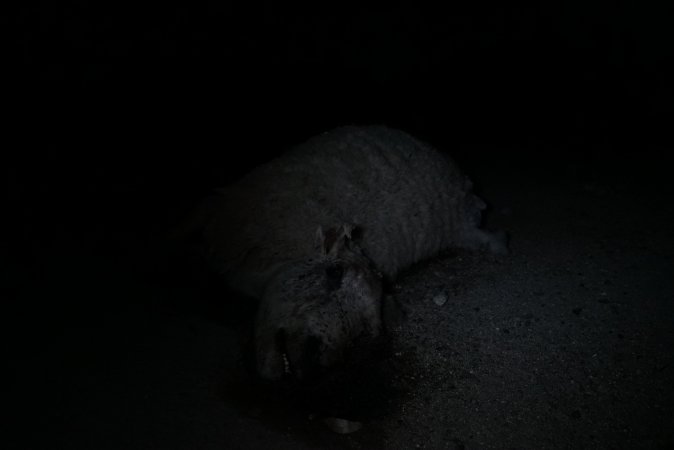 Dead sheep in slaughterhouse holding pens