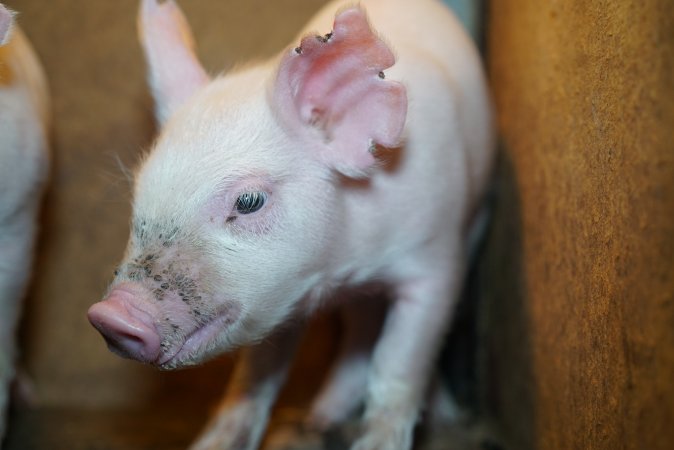 Piglet at pig farm