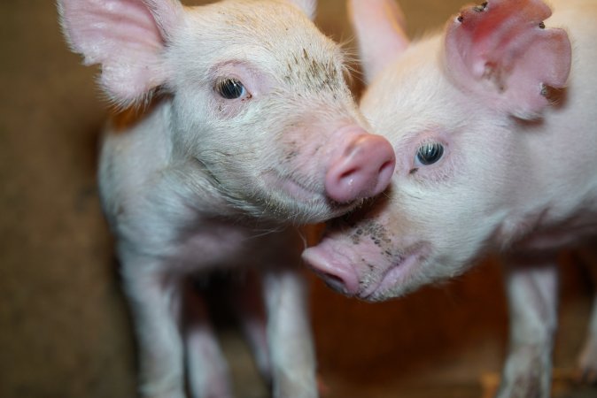 Piglets at pig farm