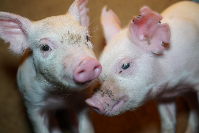 Piglets at pig farm