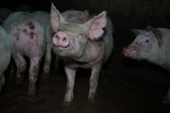 Weaner at pig farm