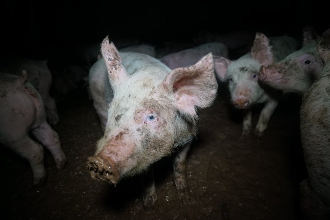 Weaner at pig farm