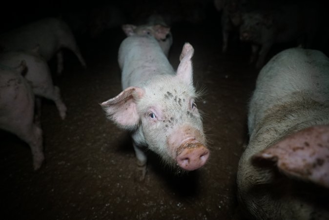 Weaner at pig farm