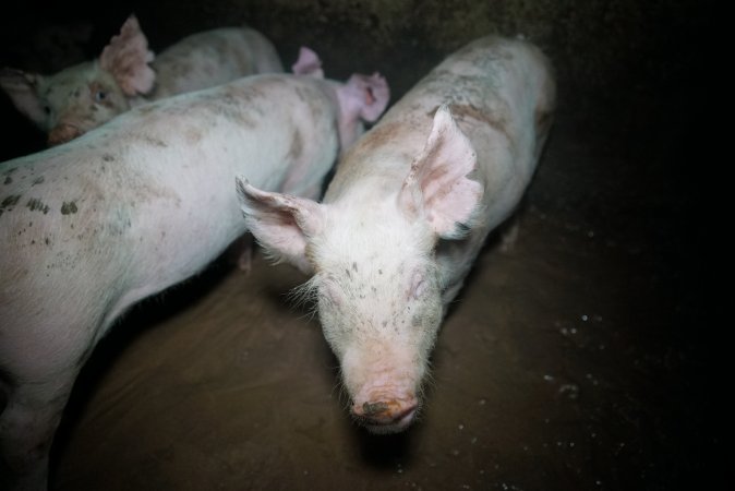 Weaner at pig farm