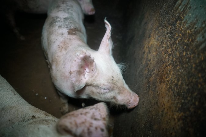 Weaner at pig farm