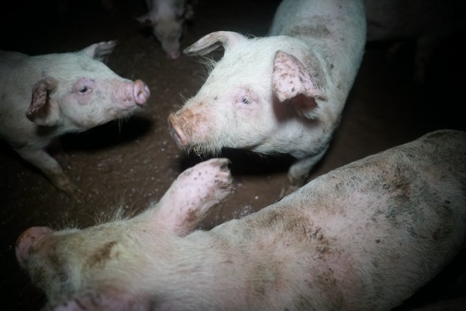 Weaner at pig farm