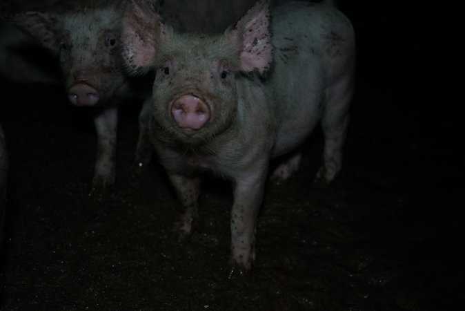 Weaner at pig farm