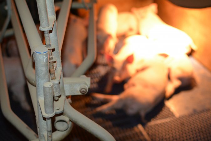 Piglets in farrowing crates