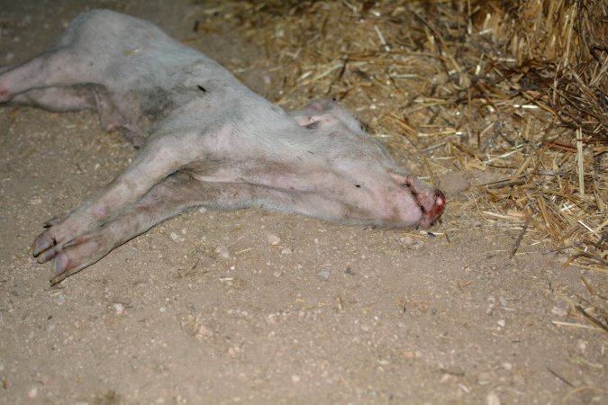 Dead grower pig from eco sheds