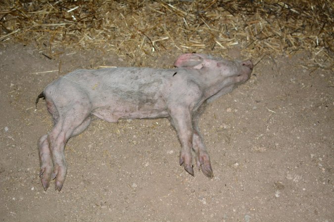 Dead grower pig from eco sheds