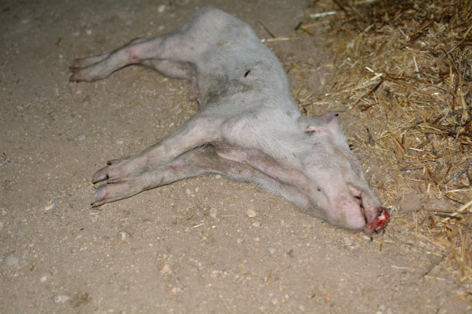 Dead grower pig from eco sheds