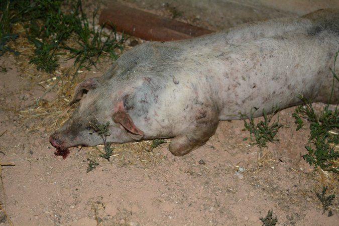 Dead grower pig from eco sheds