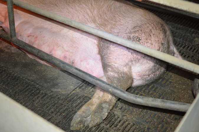 Sow in farrowing crates