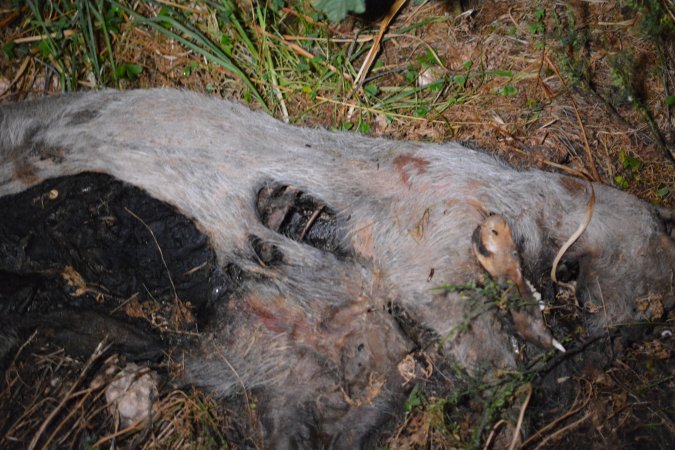 Old corpse outside grower sheds