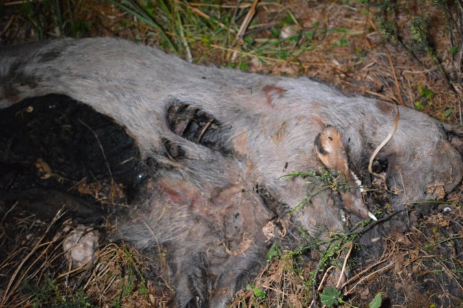 Old corpse outside grower sheds