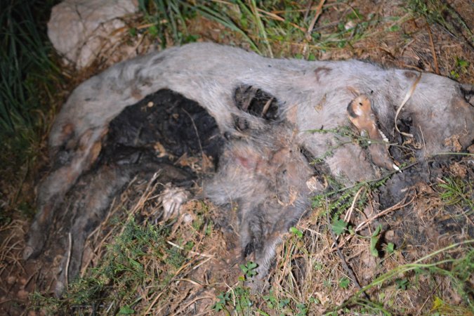 Old corpse outside grower sheds