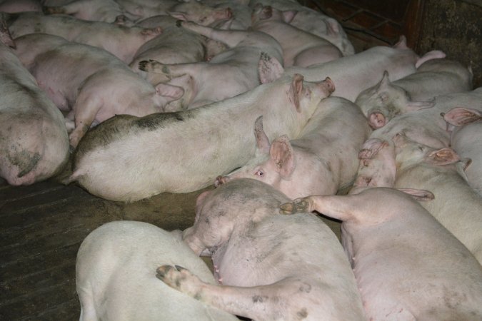 Grower pigs