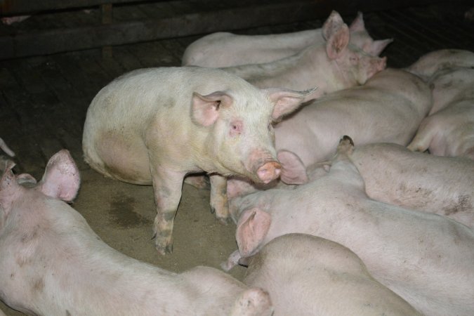 Grower pigs