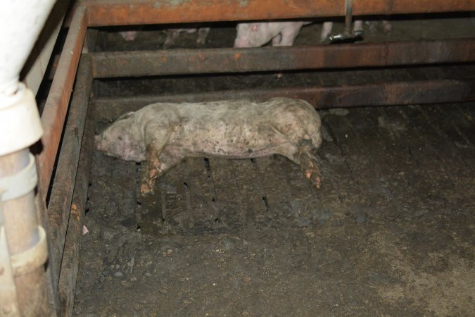 Dead pig in grower pens