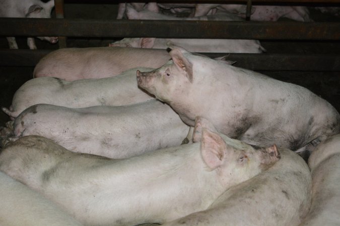 Grower pigs