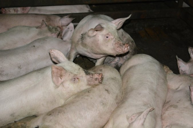 Grower pigs