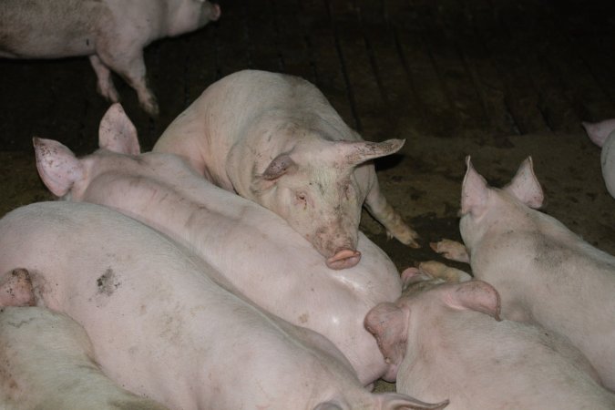 Grower pigs