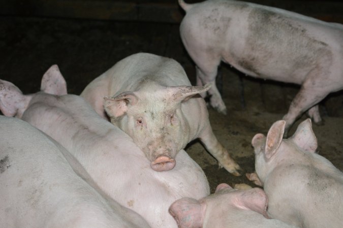 Grower pigs