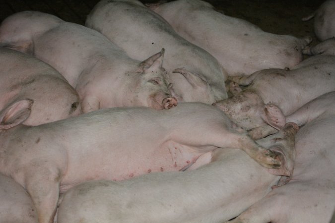 Grower pigs