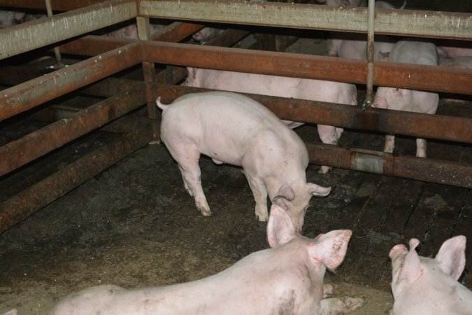 Grower pigs