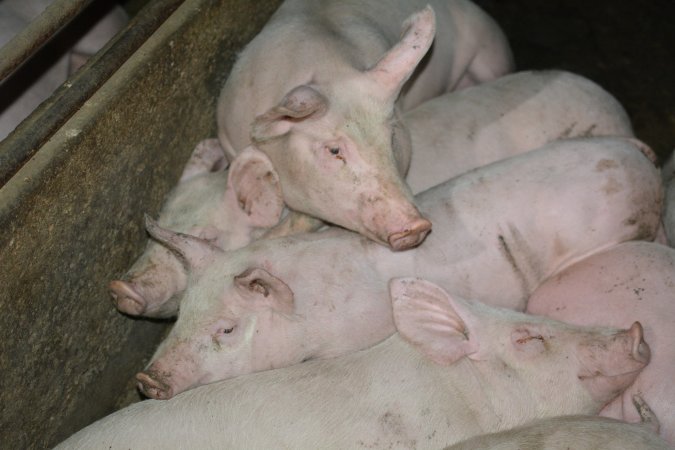 Grower pigs