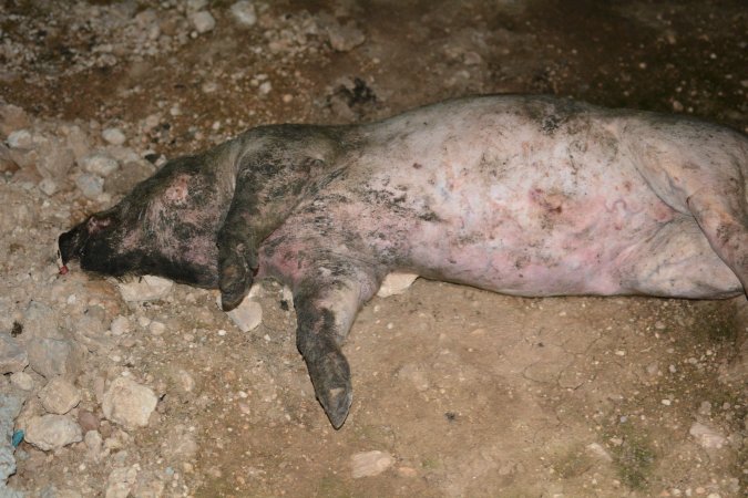 Dead pig outside grower sheds