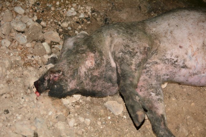 Dead pig outside grower sheds