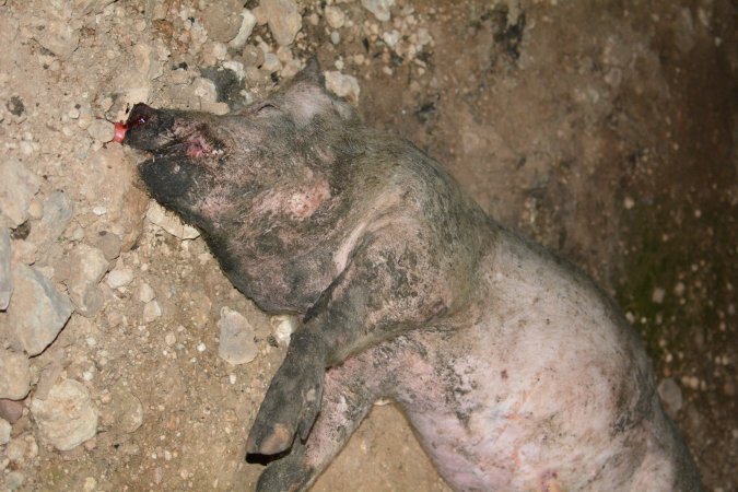 Dead pig outside grower sheds