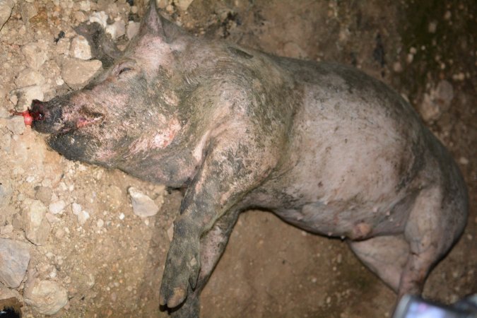 Dead pig outside grower sheds