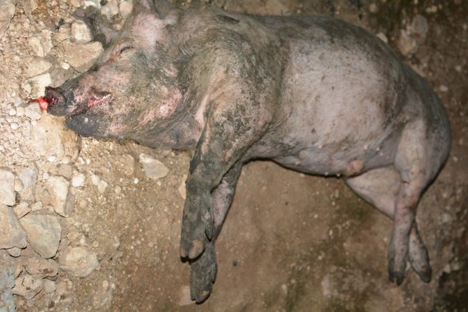 Dead pig outside grower sheds