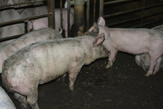 Grower pigs