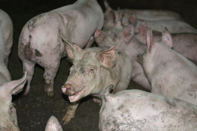 Grower pigs