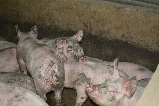 Grower pigs