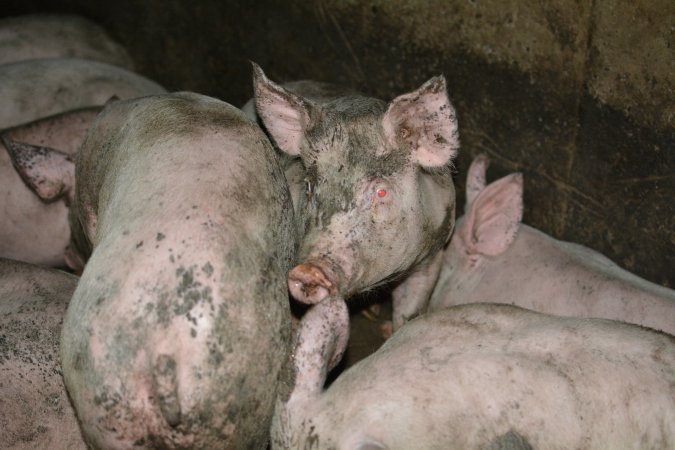 Grower pigs