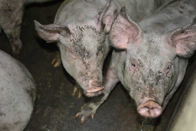 Grower pigs